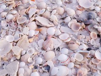 High angle view of seashells