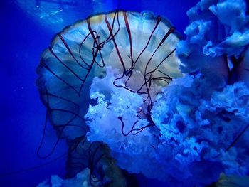 Close-up of jellyfish swimming in sea