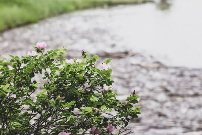 Close-up of insect on purple flowering plant