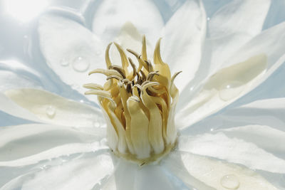 Close-up of white rose flower