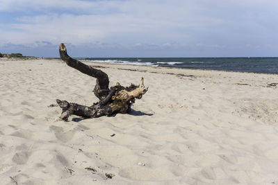 Dead bird on beach against sky