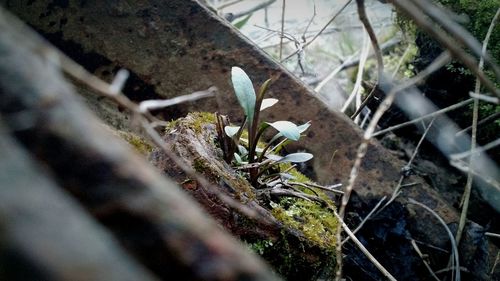 Plant growing in the background