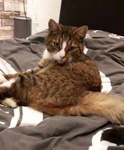 Portrait of cat sitting on sofa at home