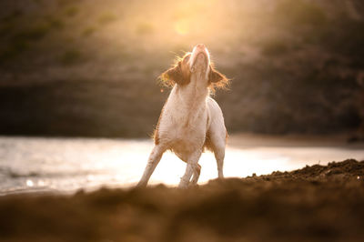 Dog standing on beach during sunset