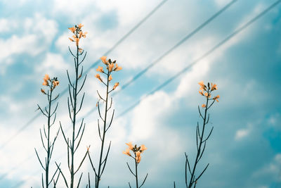 Low angle view of flowering plant against sky
