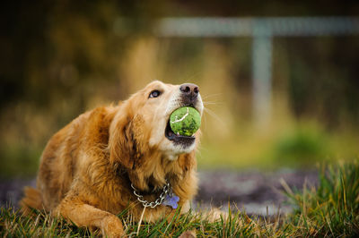 Close-up of dog carrying ball in mouth