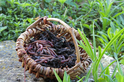 High angle view of crab in basket on field