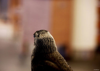 Close-up of a bird