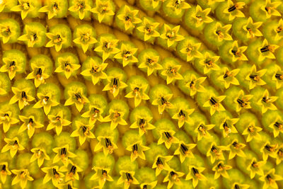 Full frame shot of yellow leaves