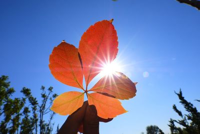 Low angle view of plant against clear blue sky