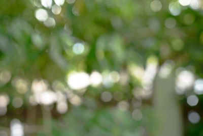 Close-up of plants against blurred background