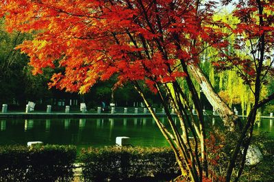 Trees by lake during autumn