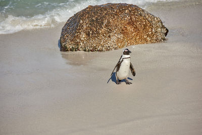 Close-up of bird perching on beach