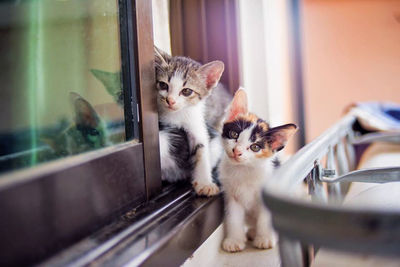 Kitten on window