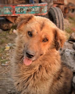 Close-up portrait of dog looking at camera