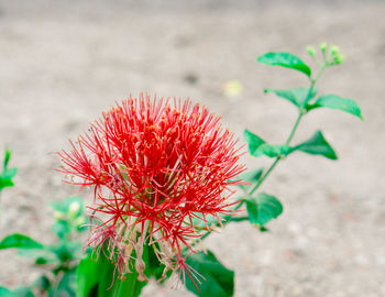 Close-up of red flowering plant