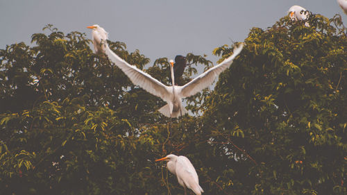 Bird flying against plants