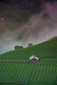 High angle view of agricultural field