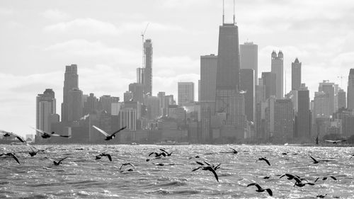 Flock of birds in city against sky