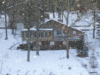 Snow covered trees