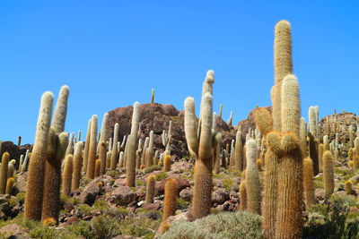 Low angle view of cactus plants against clear sky