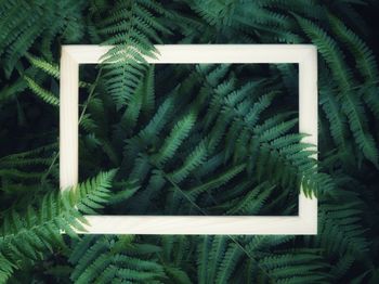 High angle view of fern amidst trees