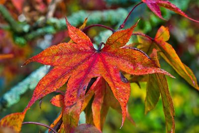 Close-up of red maple leaves on plant