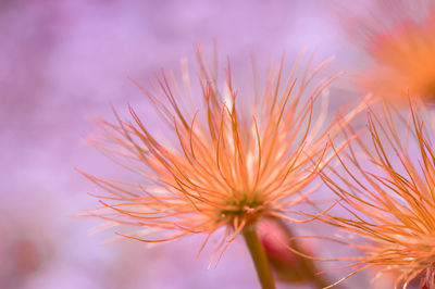 Close-up of dandelion against orange sky