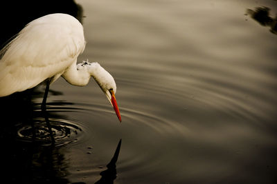 Close-up of white egret in water