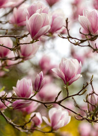 Close-up of pink cherry blossoms in spring