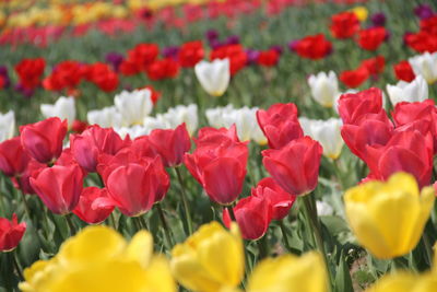 Close-up of red tulips in field