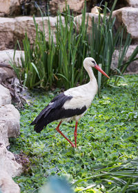 Side view of bird on plants