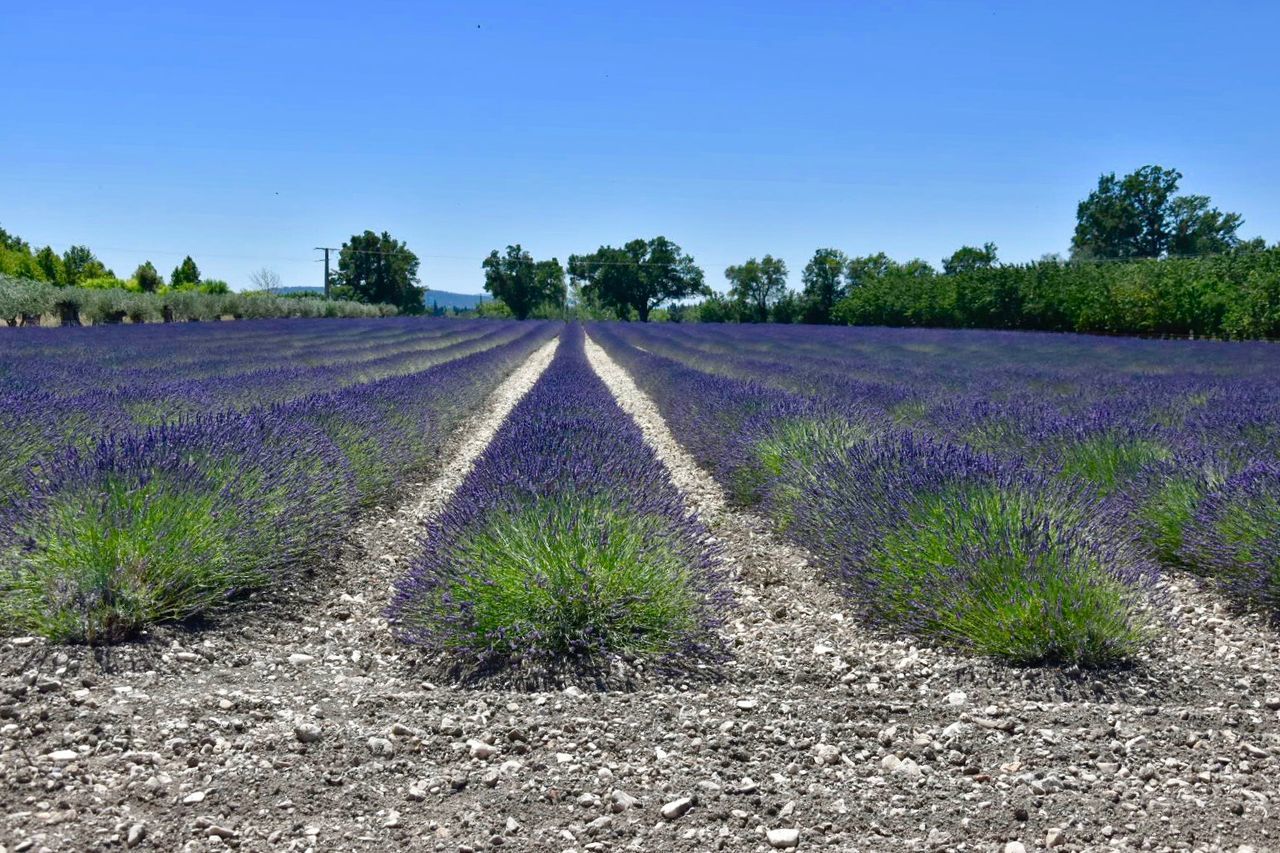 plant, flower, landscape, agriculture, land, beauty in nature, purple, growth, lavender, nature, environment, flowering plant, tranquil scene, field, scenics - nature, tranquility, rural scene, no people, sky, tree, outdoors, flowerbed