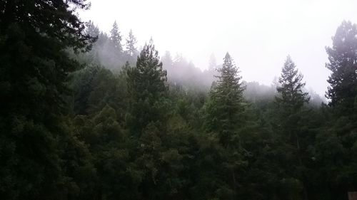 Trees in forest against sky