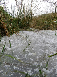 Scenic view of grass during winter