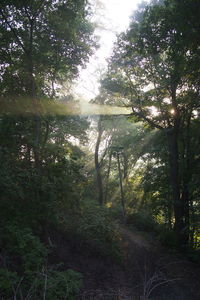 Trees in forest