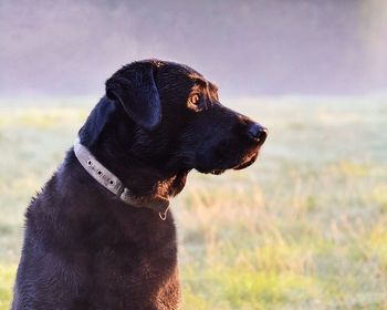 Close-up of dog on field