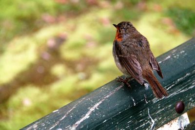 Close-up of bird perching on wood