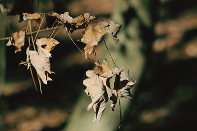 Close-up of wilted plant