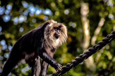 Low angle view of monkey on tree