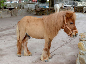 Cow standing in a horse