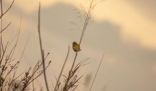 Plants growing on landscape at sunset