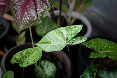 Close-up of wet plant leaves