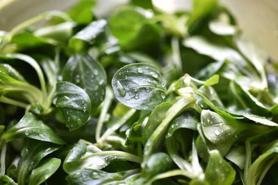 Close-up of wet plants