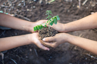 Cropped image of hand holding plant