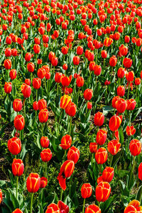 Full frame of red tulips blooming in field
