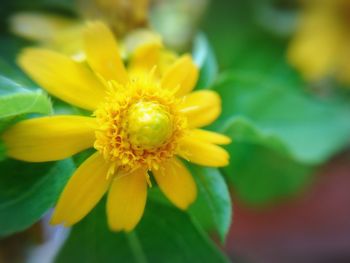 Close-up of yellow flower blooming outdoors