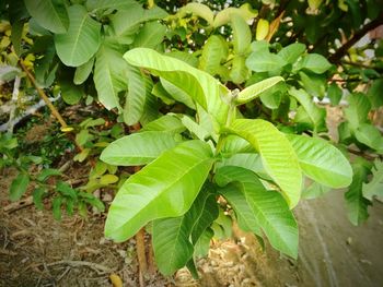 Close-up of green lizard on plant