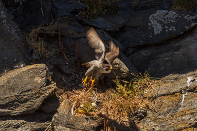 High angle view of monkey on rock