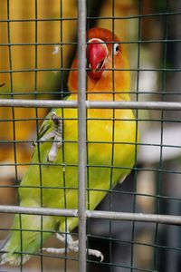 Close-up of parrot in cage